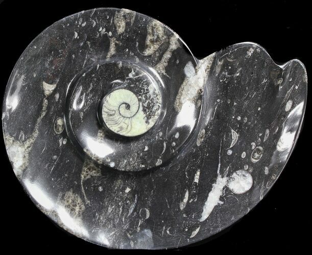 Ammonite Shaped With Orthoceras & Goniatite Fossils #39133